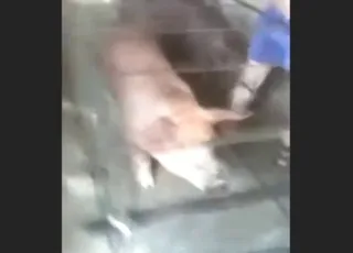 Crazy Zoo Sex with Vietnamese Pig Fucker