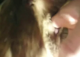 Dude Fucks Male Dog's Tight Ass in HD Zoo Sex Tube animal sex Porn HD Clips