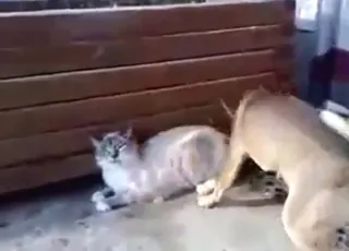 Hot cat bottoming for dog in animal sex scene