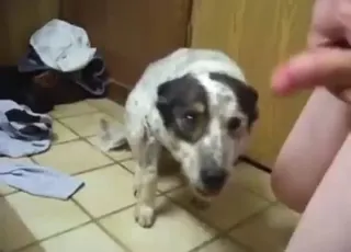 Zoophile Fingering Dog Asshole Hardcore animal sex Zoo Tube HD Clip