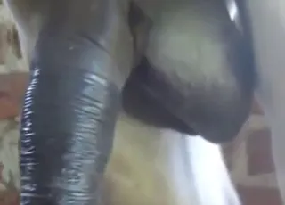 Big Donkey Flaunting Dick in HD animal sex Clip