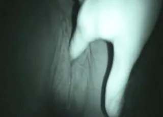 Zoophile fingering and fisting a mare in the stable