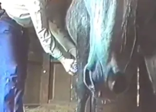 Sexy Stallion Dong Shoots Hot Sperm in HD Clip