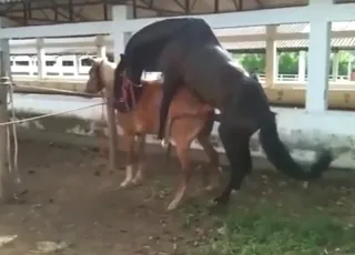 Mare Fucks Stallion in Natural Zoo Setting