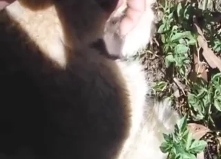Horny Alpaca Getting Fingered In Hardcore Zoo Sex Scene