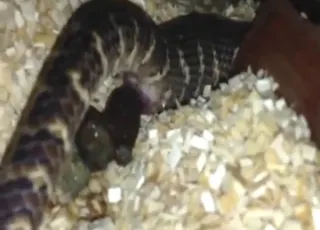 Snake Pooping Sex Scene animal sex Fetish