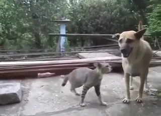 Funny dog and cat mating scene with taboo vibes