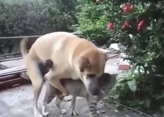 Funny dog and cat mating scene with taboo vibes
