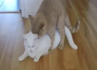 Red cat mating sex scene hd clips zoo tube animal sex porn animal sex zofilia