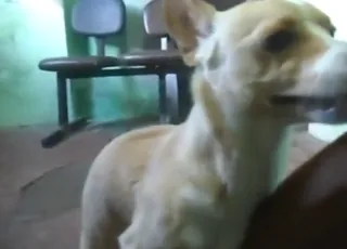 Hectic Dog Sex Video of Two Puppies Mating