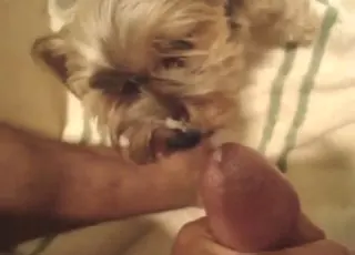 Furry Dog Licks Guy's Dick in HD Zoo Sex Clip