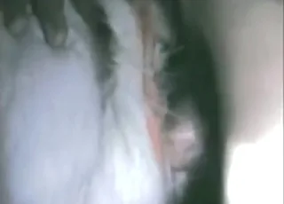 Hot Goat Pussy Stretched by Large Dick in HD