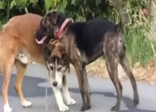 Gay dogs having fun fucking with tight asses on the street