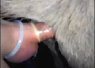 Man Power-Fucks Donkey Wearing A Condom in HD Zoo Tube animal sex Clip