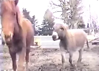 Pony And Donkey Anal Sex - Cute Zoo Sex Scene With Horse And Ass Breeding HD