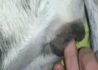 Loud Moans During Fingering in Zoo Porn Clip