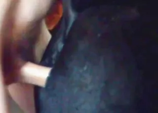 Hot Dude Fucks Big Vag Mare With Premature Ejaculation