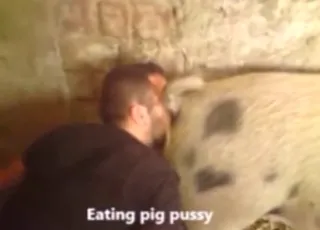 Guy Tastes Pig Pussy On His Nose - Zoo Sex HD Clip