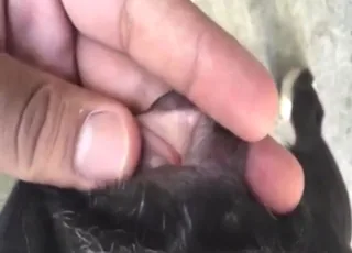 Mutt pussy in heat super moist wet animal sex zoo clip