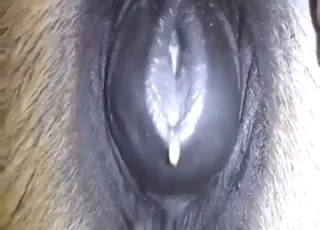 Mare with exposed sore clit ready for breeding