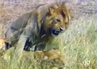 Lion