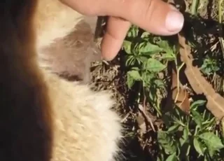 Slutty Alpaca Sex in HD Zoo Tube Clip animal sex Animal Porn