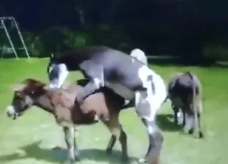 Wild Donkey Humping Domestic Mare in Unexpected Zoo Sex Scene