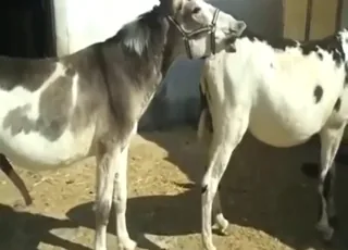 Donkey mating with lots of foreplay zoo sex