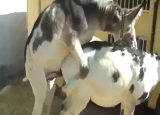 Donkey mating with lots of foreplay zoo sex