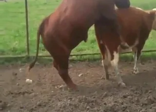 Slutty Cow Gets Bulled By Hung Bull Zoo Sex HD Clips