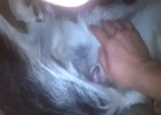 Hot Dog Pussy Invaded by a Dude in HD animal sex Zoo Tube HD Clips