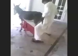 Funny looking donkey gets bred from behind