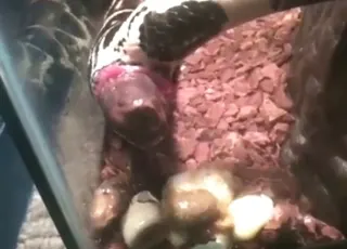 Funny Poo Fetish Zoophilic Sex with Animal HD Clip