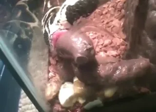 Funny Poo Fetish Zoophilic Sex with Animal HD Clip