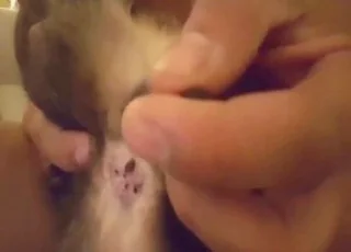 Hot Cat Sex with Close-ups and Seduction