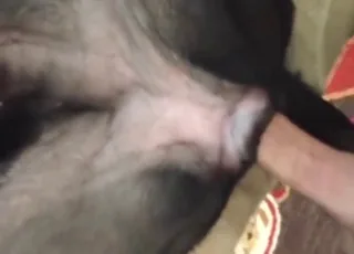 POV animal sex Close Up with Well-Hung Dude in HD