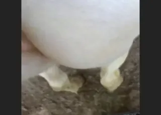 Wild White Mare Gets Rough Sex With Big Cock