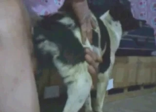 Bonking a Female Dog HD - Zoo Sex Clip Animal Porn Tube