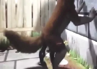 3d animated dog enjoys riding a large dick in this zoo sex clip