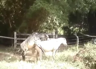 Bull Fuck Horse in HQ animal sex Zoo Tube HD Clips