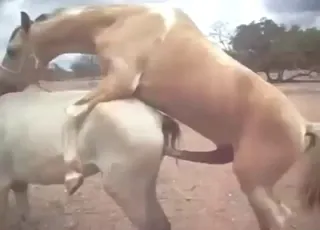 Real Horse Mating Sex Clip in HD Quality
