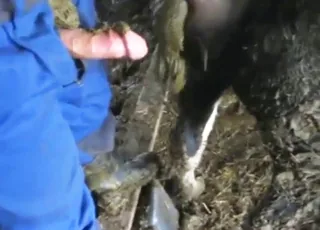 Messy Cow Sex Movie with Shitty Scat - Zoo Sex HD Clip