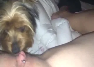 Shaved Yorkie Worshiping Pussy in HD animal sex Zoo Tube