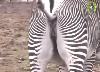Solo Zebra Teasing Her Pussy in HD Clip Zoo Sex animal sex Porn Tube