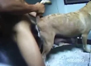 Tight Hole Animal Sex With A Big Stud Zoo Sex HD Clips