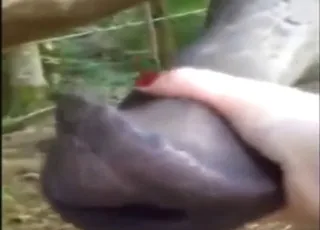 Woman Grabs Horse Cock With Real Zeal: Hot Zoo Sex Clip in HD