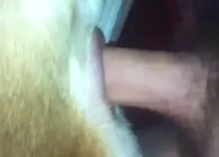 Zoophile fucking hairy pitbull stray dog with thick dick