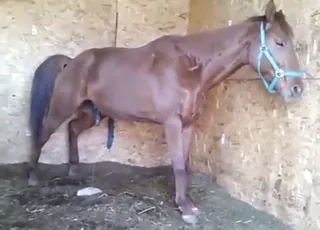Teasing Horse Piss Fetish Video Short Clip