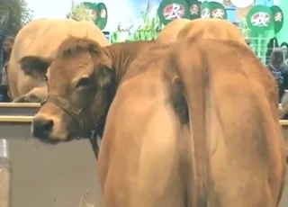 Zoophilic Lady Performs Double Licking Session on Cow