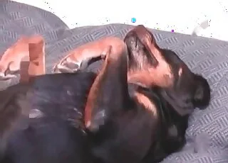 Hot Doberman Sucking Two Cocks in HD Zoo Sex Clip